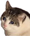 Chunky_sad_cat emote