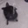 turtle emote