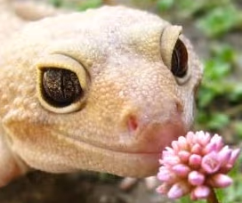LeopardGeckoSmellingFlower emote