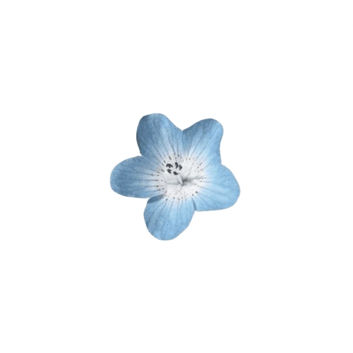 blue_flower emote