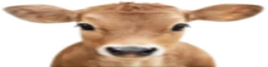 Halal emote