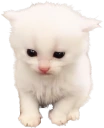 elbert emote