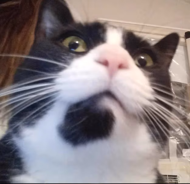 CatStare emote