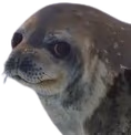 annoyed_seal emote
