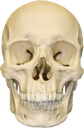 skull emote