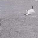 Cat_bonk emote