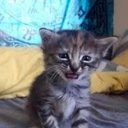 CE_SadCat1 emote