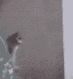Cat_crawl_away emoji