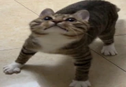 SillyStare emote
