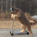 ScooterDog emote