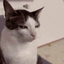 Judging animated emote