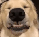 mybad emote