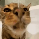 LICK emote