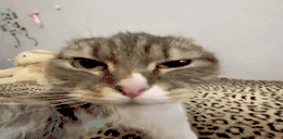 rave animated emote