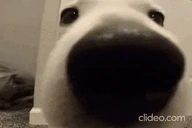 SNIFF emote