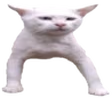 Dawg emote