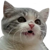 catShokku emote