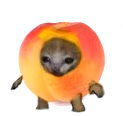peachcat emote