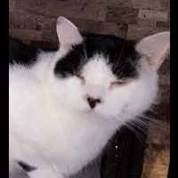cat_high emote