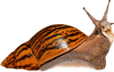 Snail emote