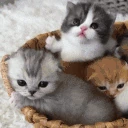 chat emote