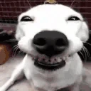 TheTrollerInQuestion emote