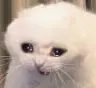 crycat1 emote