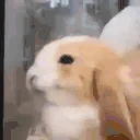 bunnyBlush emote