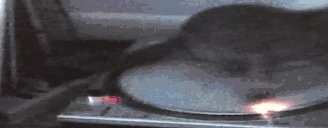 catSpin emote