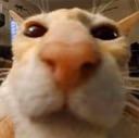 CatSniff emote