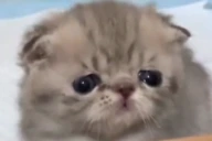 Tupid emote