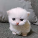 dont emote