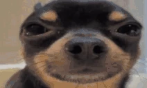 ehh emote