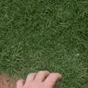 TouchGrass emote