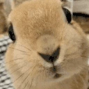 BUNSNEEF emote