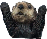 OtterHypers emote