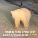 WhatDaHellIsAPolarbearDoinInTexas emote
