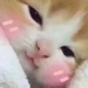 catBlush emote