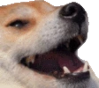 dogekek emote