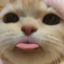 CE_Blep4 emote
