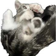 cat1 emote