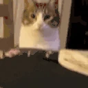 catNOM emote