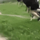 Faceplant emote