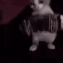 gatoacordeon emoji