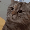 mau emote