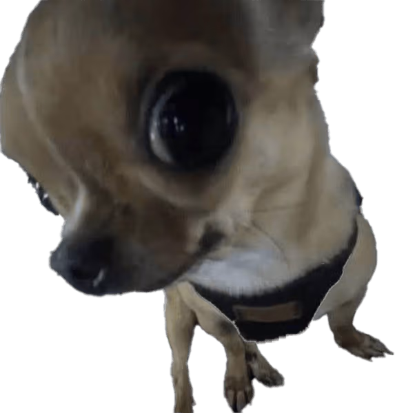 DogAyo emote