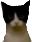 elliepeek emote