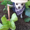 farming emote