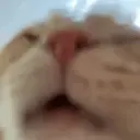 catLICK emote