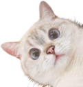 Nana_Stare emote